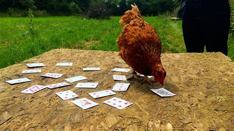 The Healing Powers of Magic Hens: Exploring Their Remedies and Cures